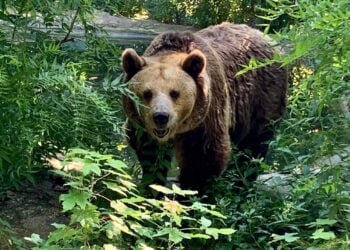 Мечката Свобода от варненския зоопарк навърши 34 години