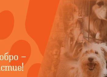 Ученици от Варна търсят дом на бездомни животни по проект "Доброто в действие"