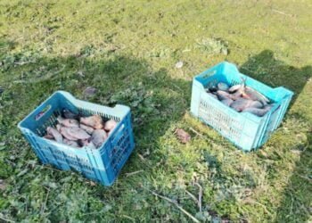 ИАРА извършва масови проверки в областите Варна и Бургас (СНИМКИ)