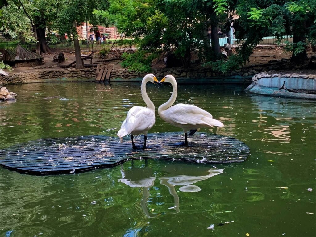 Зоопаркът във Варна обявява конкурс за най-убава двойка на 2022 г. (СНИМКИ)