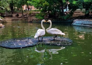 Зоопаркът във Варна обявява конкурс за най-убава двойка на 2022 г. (СНИМКИ)