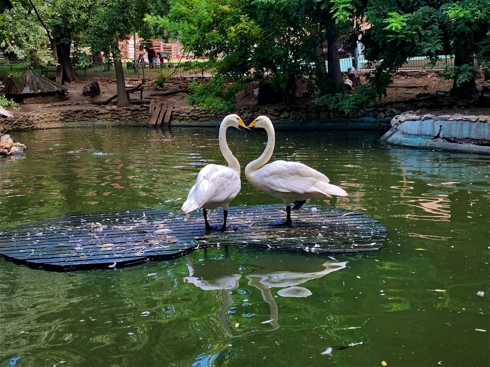 Зоопаркът във Варна обявява конкурс за най-убава двойка на 2022 г. (СНИМКИ)