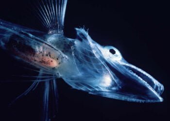 Български биолози ще уловят и транспортират от Антарктида куриозната ледена риба с бяла кръв