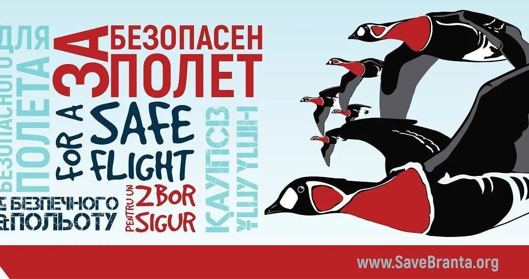 БДЗП: Подкрепете кампанията за опазване на червеногушата гъска по прелетния ѝ път – Champions Of The Flyway 2023!