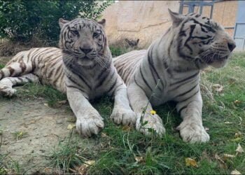 Зоопаркът във Варна: Място за притеснение относно нашите тигри няма!