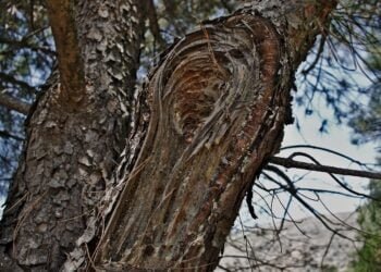 игнали за паднали клони и рекламни пана заради силния вятър са подадени при дежурния в Община Варна