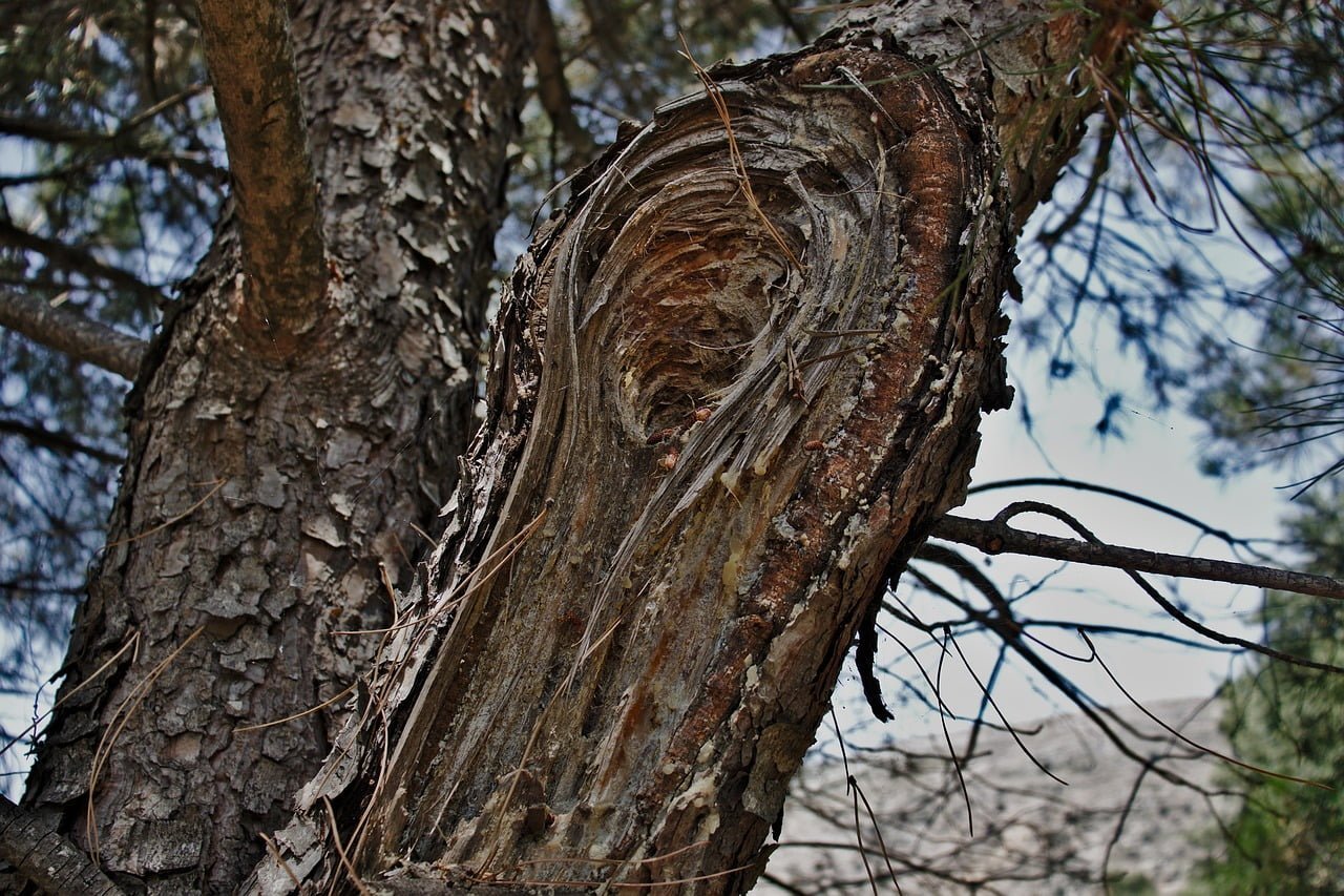 игнали за паднали клони и рекламни пана заради силния вятър са подадени при дежурния в Община Варна