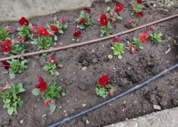 Окрадоха теменужките в Добрич