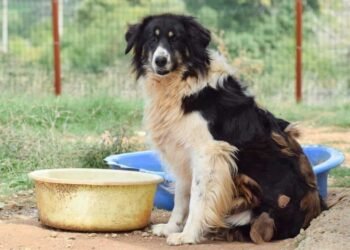 Варненец осъди община Варна за 3000 лв., след като беше ухапан от улично куче