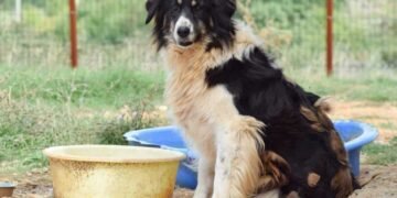 Варненец осъди община Варна за 3000 лв., след като беше ухапан от улично куче