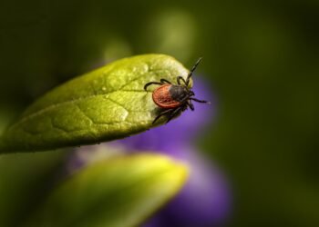 50 варненци са били ухапани от кърлеж за седмица