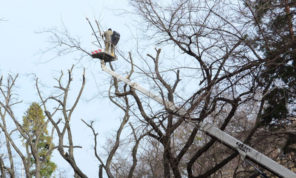 Махат 12 броя изсъхнали дървета по бул. "Приморски"