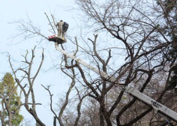 Махат 12 броя изсъхнали дървета по бул. "Приморски"