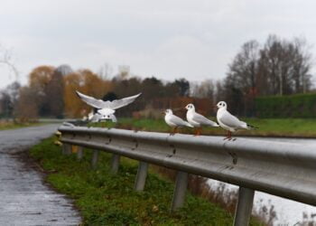 Близо 16 200 км мантинели по пътищата трябва да бъдат подменени, за да отговарят на изискванията на нова наредба