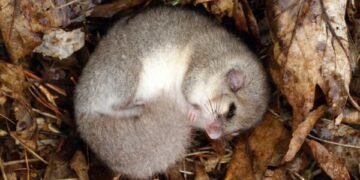 Аладжа манастир чака два нови климатика, защото предишните са станали дом на сънливци