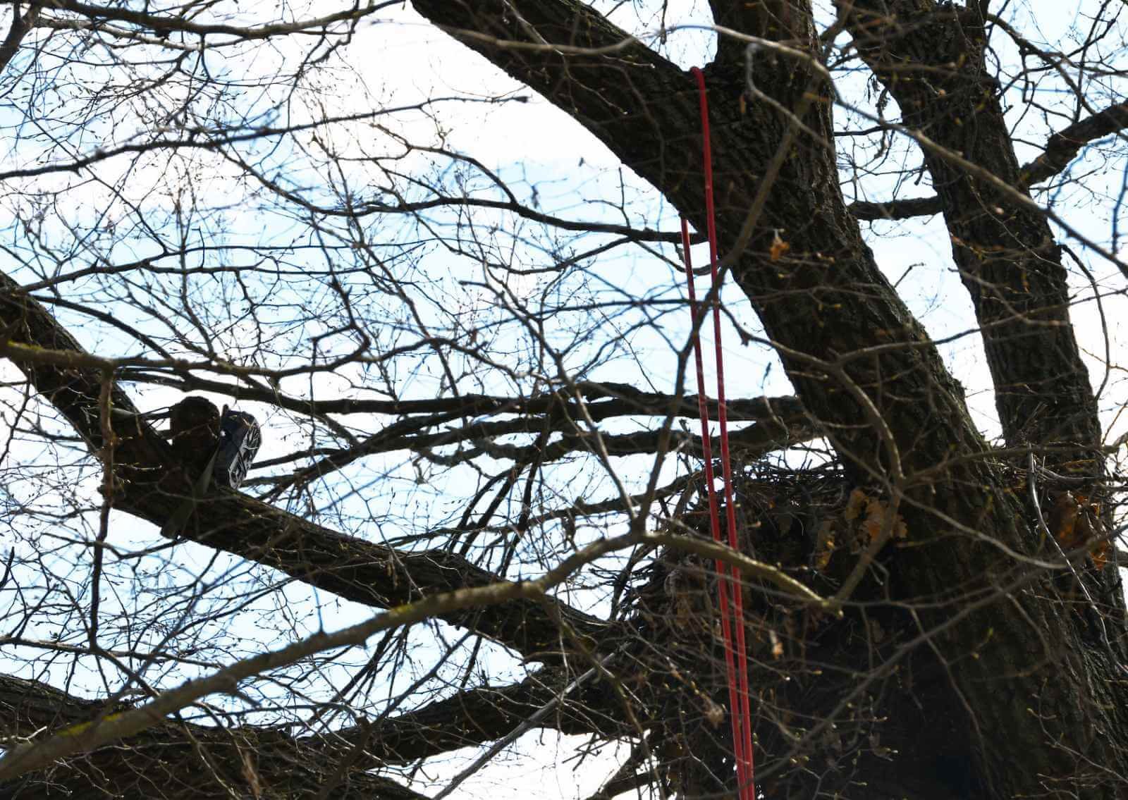 БДЗП сложи фотокапан на гнездото, в което миналата година се излюпи орлето Илия