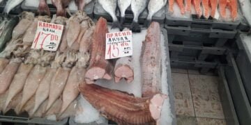 Варненски рибари: Морето ни се изпразва от година на година заради безразборното тралене за калкан и рапани