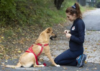 ЧЕТИРИ ЛАПИ стартира нова образователна програма „Академия за приюти“