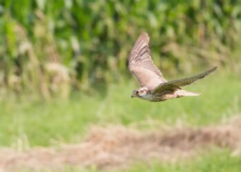 Нов сектор „Престъпления против околната среда и дивата природа“ е сформиран към МВР