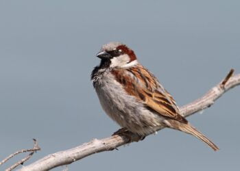 3556 врабчета преброиха доброволци от цялата страна