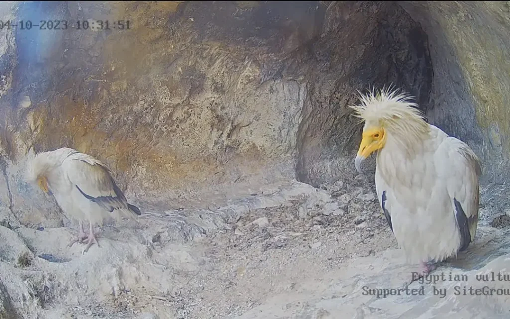 Световно застрашеният египетски лешояд се завърна в Провадия