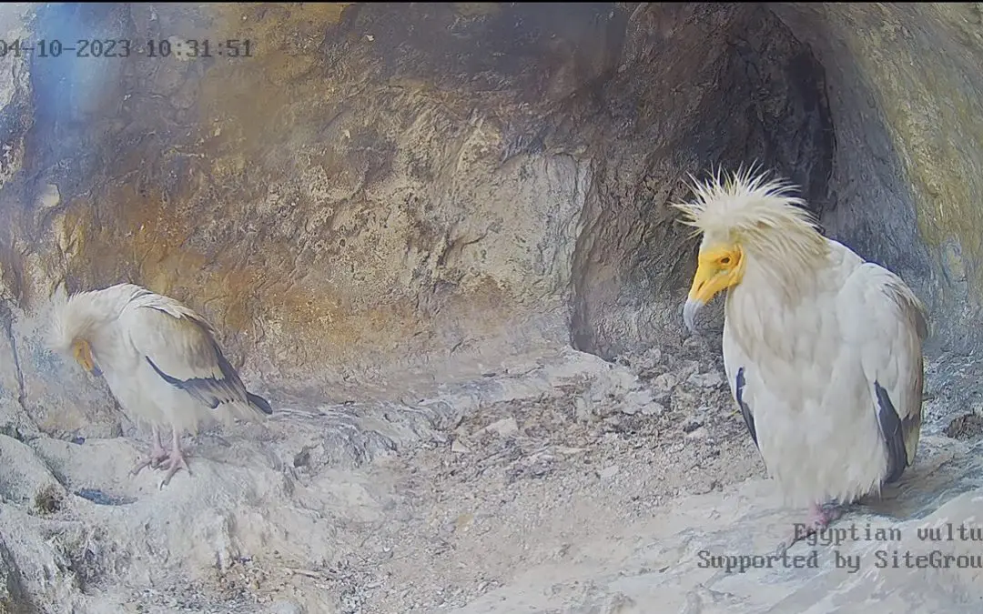 Световно застрашеният египетски лешояд се завърна в Провадия