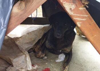 През следващата година ще се извърши преброяване на уличните животни в община Варна (ВИДЕО)