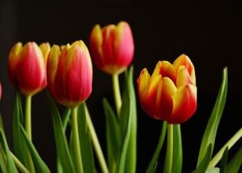 Парадът на лалетата в Университетска ботаническа градина Балчик