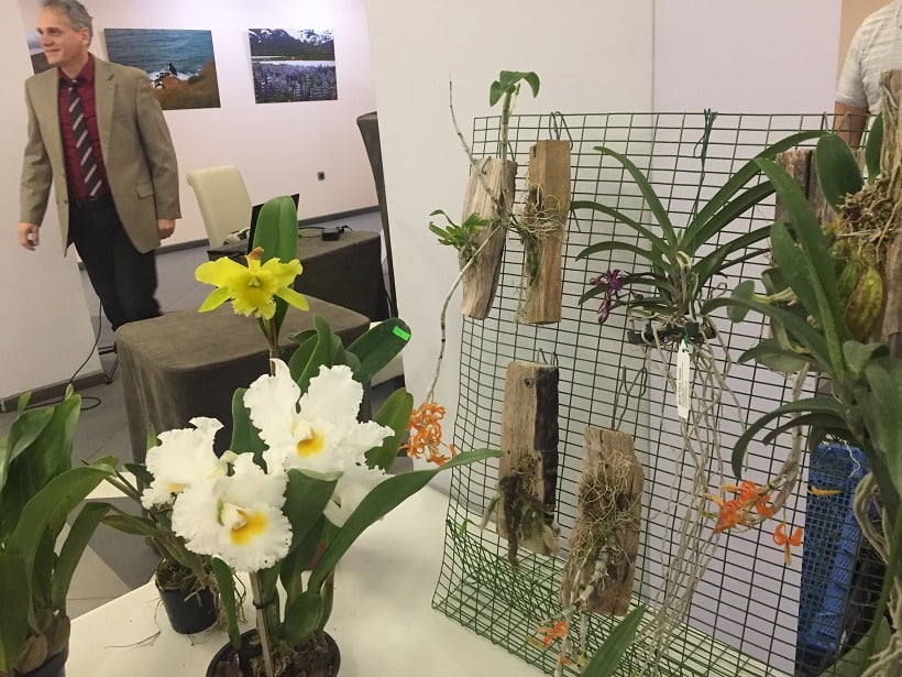 Във Варна ще се проведе Орхидеен фестивал