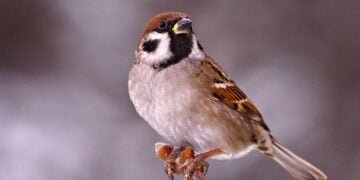 Птиците в земеделските земи продължават да намаляват с тревожни темпове