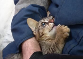 Два екипа пожарникари се бориха с часове за живота на улично коте! Успяха! Поклон, момчета! (ВИДЕО И СНИМКИ)