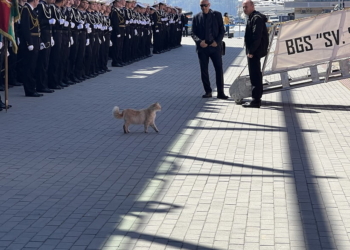 Котката Карамелка посрещна кораба "Св. св. Кирил и Методий", който се завърна от дълго пътуване до Антарктида