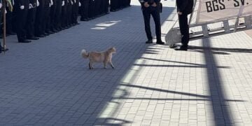 Котката Карамелка посрещна кораба "Св. св. Кирил и Методий", който се завърна от дълго пътуване до Антарктида