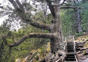 Стартираха дейности по опазване на Байкушевата мура