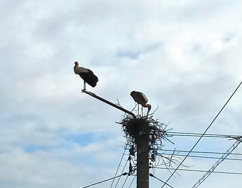 ЕРП Север обезопаси по спешност щъркелови гнезда в русенското село Кривня