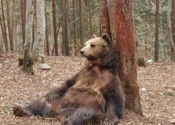 Екип на WWF замина спешно за село Антон в опит да залови проблемна мечка