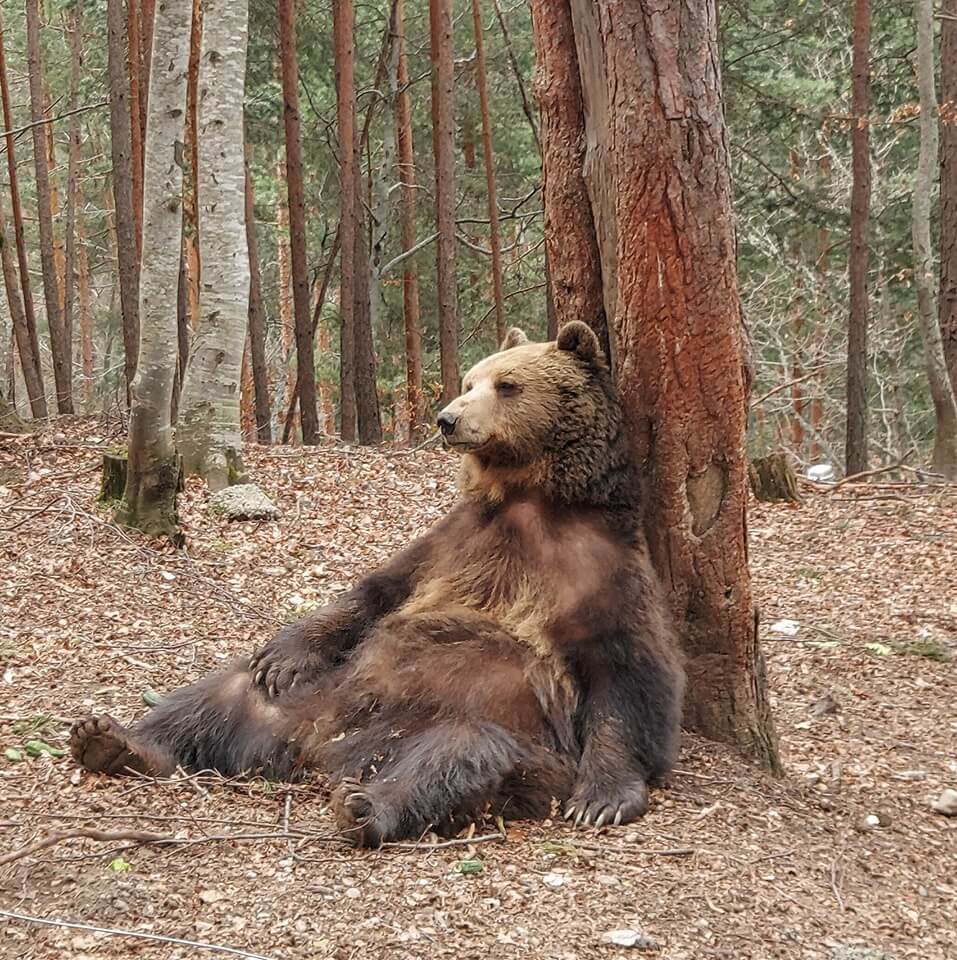 Екип на WWF замина спешно за село Антон в опит да залови проблемна мечка