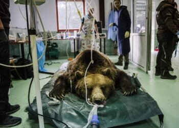 Международен ветеринарен екип прегледа обитателите на Парк за мечки – Белица (СНИМКИ)