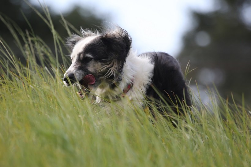 ЧЕТИРИ ЛАПИ с полезни съвети как да предпазим домашните си любимци от кърлежи