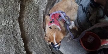 Спасяването на куче, паднало в дълбока шахта, отвори още по-дълбока тема за “разваления телефон” между граждани и институции