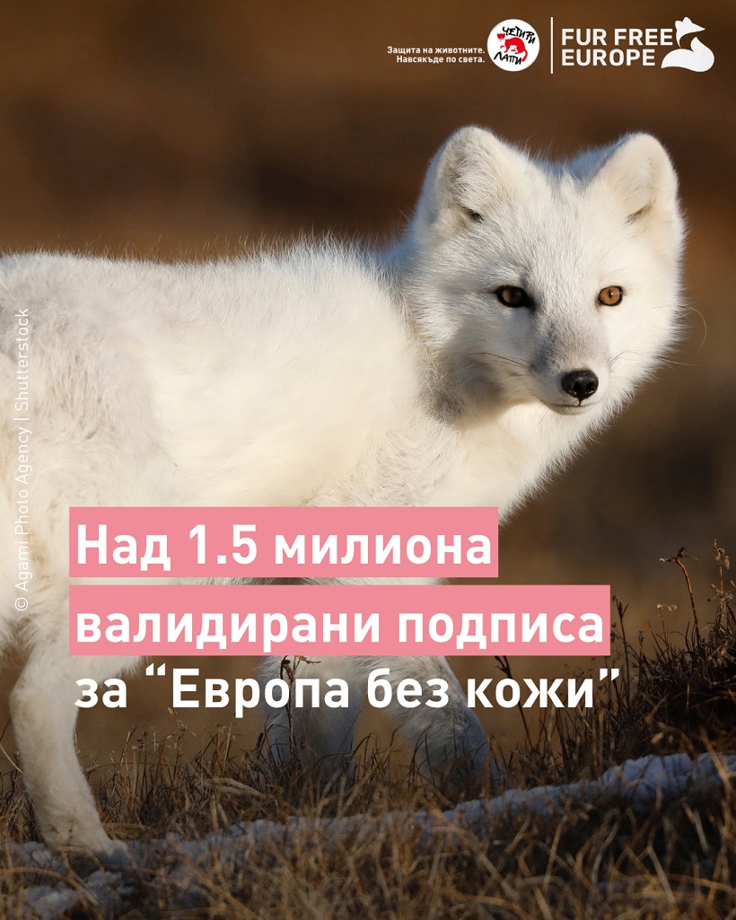 Четири лапи: Фермите за ценни кожи могат да бъдат затворени завинаги в ЕС