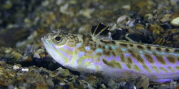 В разгара на лятото: Трима рибари са били убодени от морски дракон в морето край Варна, а жена е ухапана от пепелянка при разходка