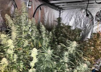 Полицията във Варна разби наркооранжерия