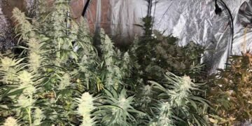 Полицията във Варна разби наркооранжерия