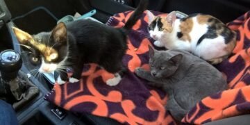 Обвиниха варненец в жестоко отношение към улични животни, истината се оказа много по-различна