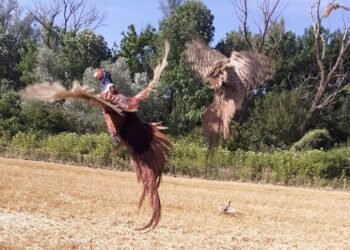 Над 200 броя фазани бяха разселени на територията на ДГС-Провадия