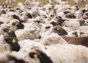 Задържаха мъж, задигнал 6 овце във Вълчи дол и друг, обрал къща в Долни Чифлик