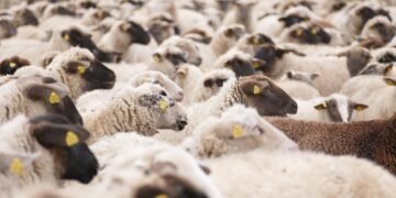 Задържаха мъж, задигнал 6 овце във Вълчи дол и друг, обрал къща в Долни Чифлик