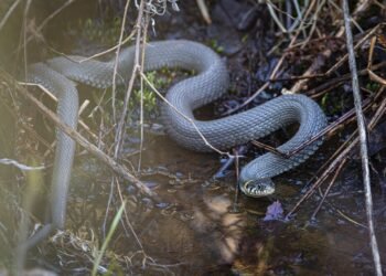 В сезона на змиите: Как да се предпазим от ухапвания