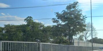 Кметът за паната по пътя за Златните: Против съм! Не ми харесват! Проверяваме случая! (ВИДЕО)